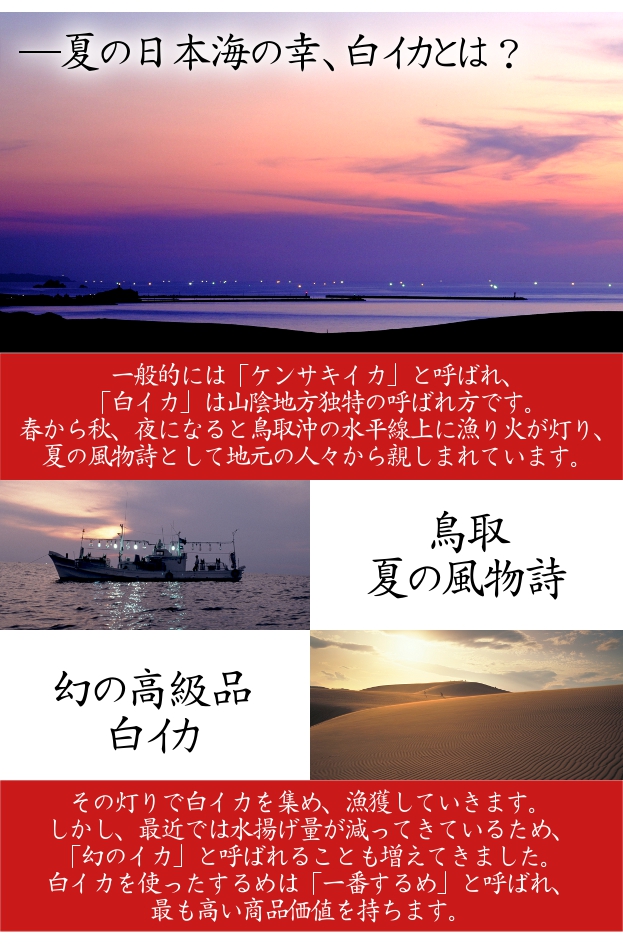 日本海の海の幸白イカとは？一般的にはケンサキイカと呼ばれ、白イカは山陰地方独自の呼ばれ方です。春から秋、夜になると鳥取沖の水平線上に漁り火が灯り、夏の風物詩として地元の人から親しまれています。