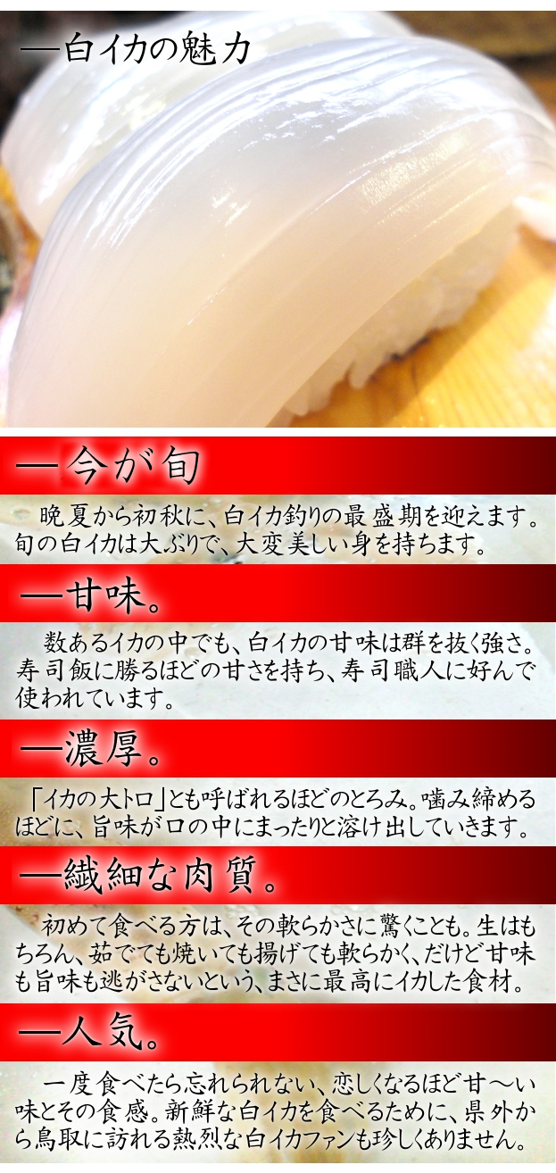 白いか(ケンサキイカ)の魅力。今が旬。群を抜く強さの甘み。「イカの大トロ」とも呼ばれる濃厚さ。