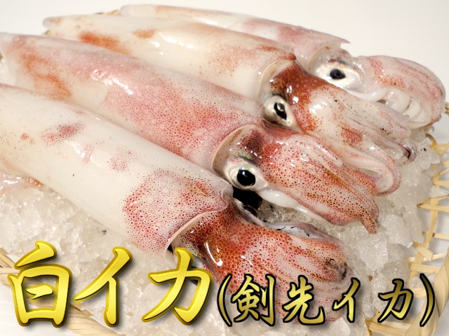 鳥取県産極上白いか ケンサキイカ 季節限定 キャンペーン 通販 お取り寄せ 鮮魚屋 マルワフーズ渡辺水産