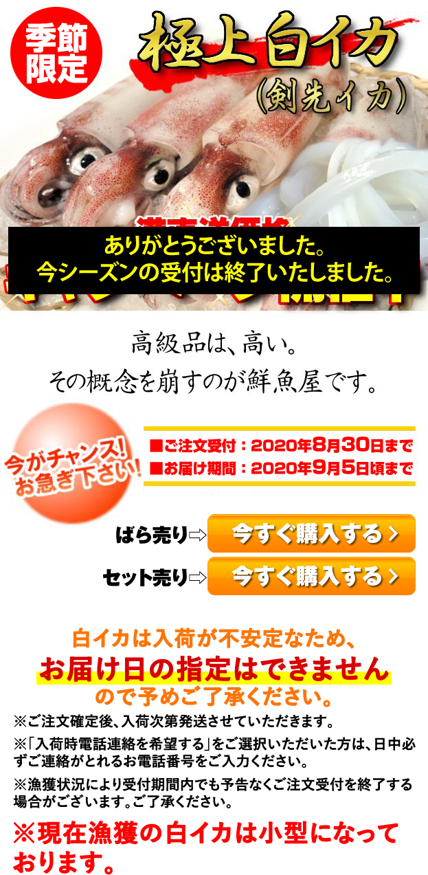 鳥取県産極上白いか ケンサキイカ 季節限定 キャンペーン 山陰 但馬の鮮魚通販 鮮魚屋 マルワフーズ渡辺水産 鳥取県