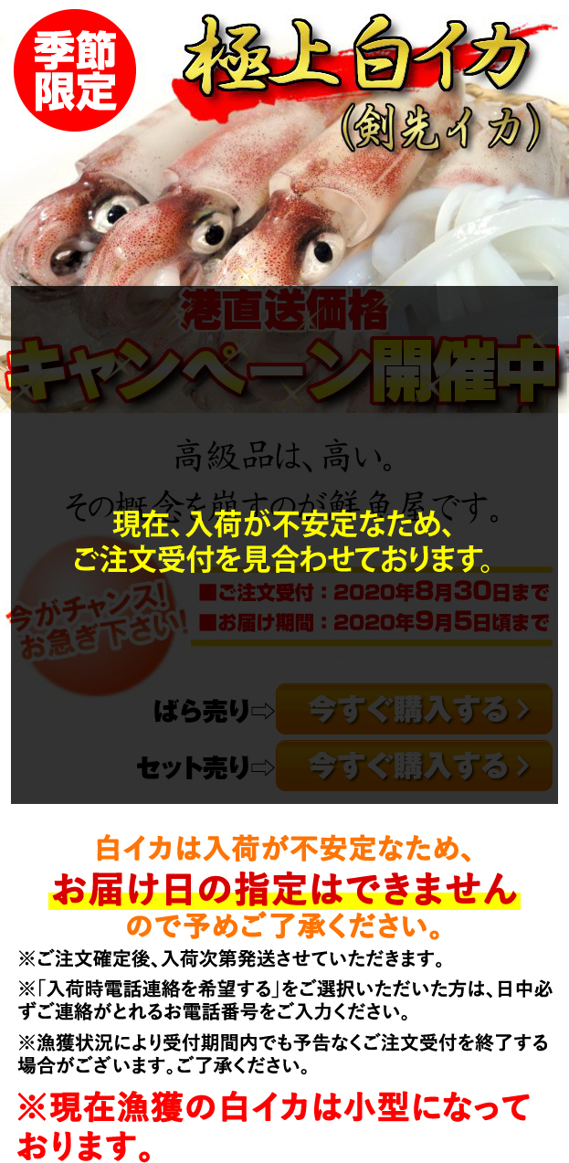 鳥取県産極上白いか ケンサキイカ 季節限定 キャンペーン 山陰 但馬の鮮魚通販 鮮魚屋 マルワフーズ渡辺水産 鳥取県 鳥取県産極上白いか ケンサキイカ 季節限定 キャンペーン 山陰 但馬の鮮魚通販 鮮魚屋 マルワフーズ渡辺水産 鳥取県