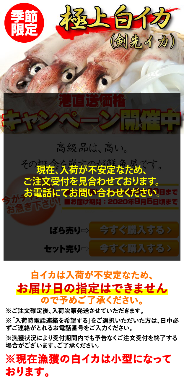 鳥取県産極上白いか ケンサキイカ 季節限定 キャンペーン 通販 お取り寄せ 鮮魚屋 マルワフーズ渡辺水産