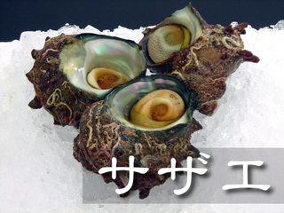 
            【お届け日指定不可】サザエ【鳥取県・兵庫県産】（1個：約60g） 冷蔵便
            