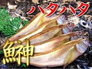 
            【お届け日指定不可】ハタハタ 約500g:15～20尾入【鳥取県・兵庫県産】 冷蔵便 
            