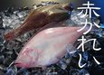 
              【お届け日指定不可】赤カレイ〔大〕1尾：約600g【鳥取県・兵庫県産】冷蔵便
              