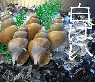 
            【お届け日指定不可】白バイ（エッチュウバイ）【鳥取県・兵庫県産】5～8個〔約500g〕 冷蔵便
            