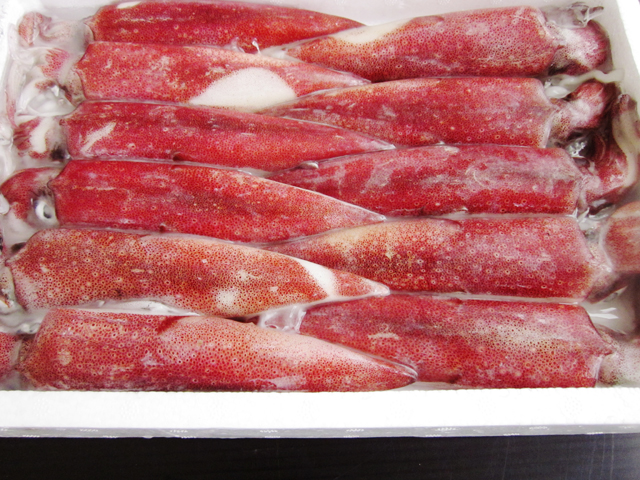 冷凍白イカ ケンサキイカ 1kg 8 15杯入 鳥取県 兵庫県産 送料無料 冷凍便 山陰 但馬の鮮魚通販 鮮魚屋 マルワフーズ渡辺水産 鳥取県 冷凍白イカ ケンサキイカ 1kg 8 15杯入 鳥取県 兵庫県産 送料無料 冷凍便 山陰 但馬の鮮魚通販 鮮魚屋 マルワフーズ渡辺水産 鳥取県
