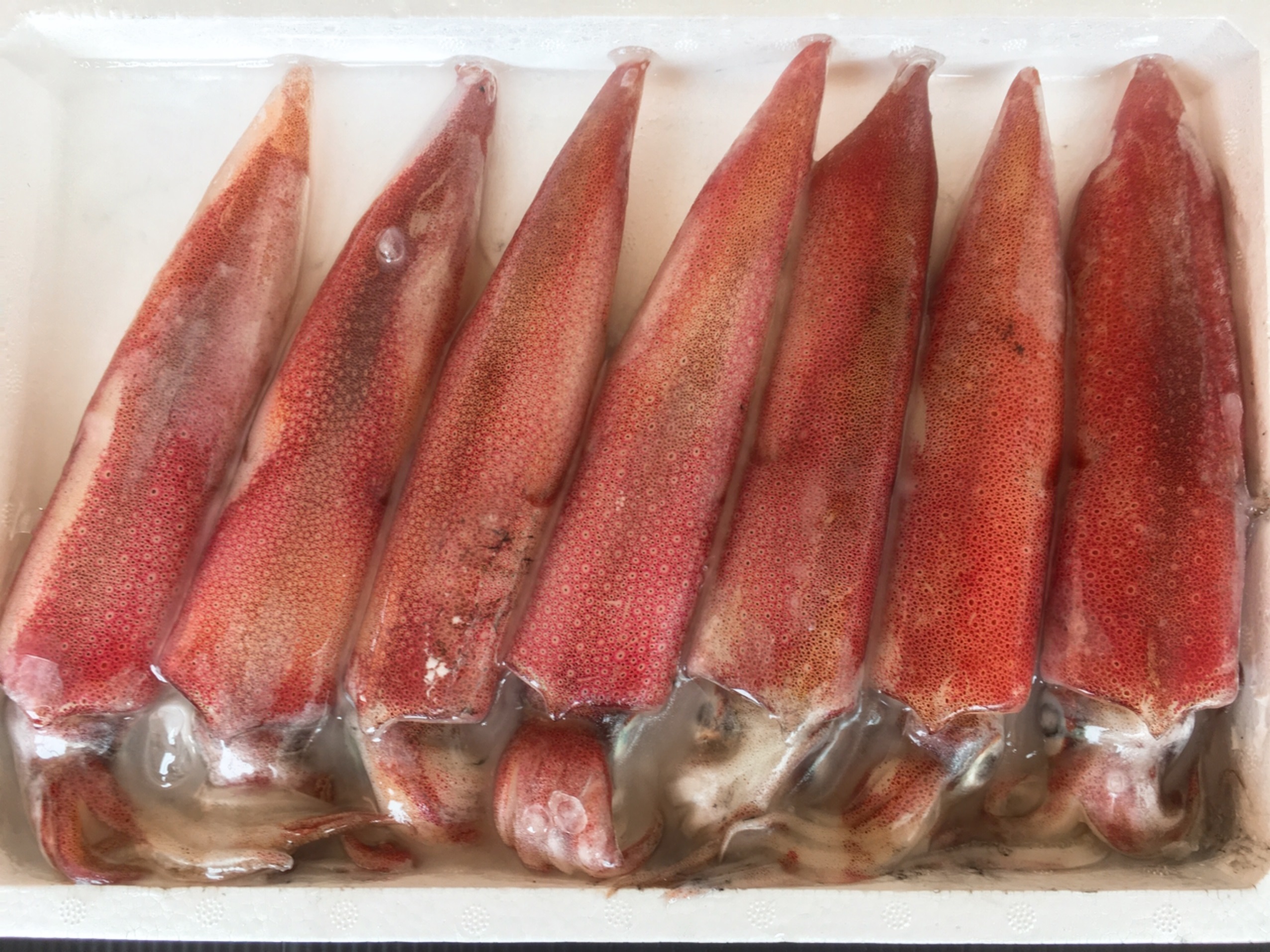冷凍白イカ ケンサキイカ 1kg 6 8杯入 鳥取県 兵庫県産 送料無料 冷凍便 山陰 但馬の鮮魚通販 鮮魚屋 マルワフーズ渡辺水産 鳥取県 冷凍白イカ ケンサキイカ 1kg 6 8杯入 鳥取県 兵庫県産 送料無料 冷凍便 山陰 但馬の鮮魚通販 鮮魚屋 マルワフーズ渡辺水産 鳥取県