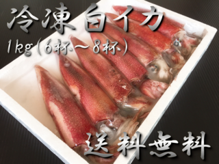 
            冷凍白イカ（ケンサキイカ）1kg（6～8杯入）【鳥取県・兵庫県産】送料無料・冷凍便
            
