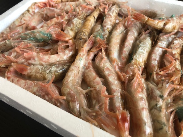 数量限定 冷凍モサエビ 鳥取県 兵庫県産 500ｇ 25 40尾 冷凍便 送料無料 通販 お取り寄せ 鮮魚屋 マルワフーズ渡辺水産