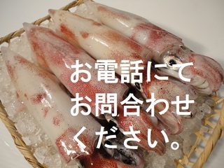 
            ★季節限定★白イカ（剣先イカ）セット売り【送料無料】
            