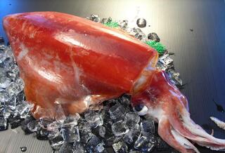 
            冷凍赤イカ（ソデイカ）〔皮むき済・短冊切り〕1kg分 送料無料
            