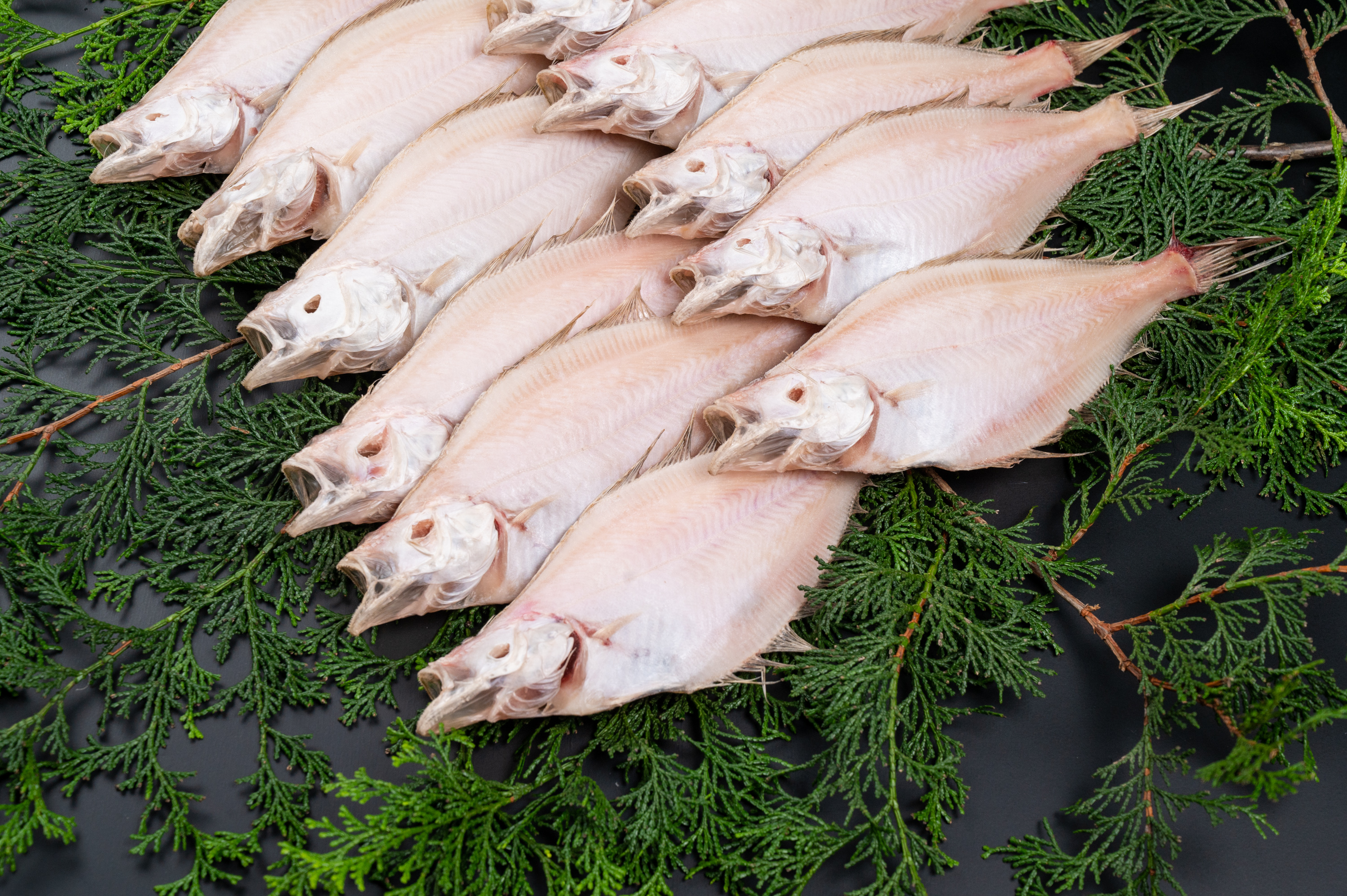 訳ありイテカレイ干物【鳥取県・兵庫県産】1kg・送料無料　鮮魚屋　マルワフーズ渡辺水産　冷凍便　｜通販・お取り寄せ