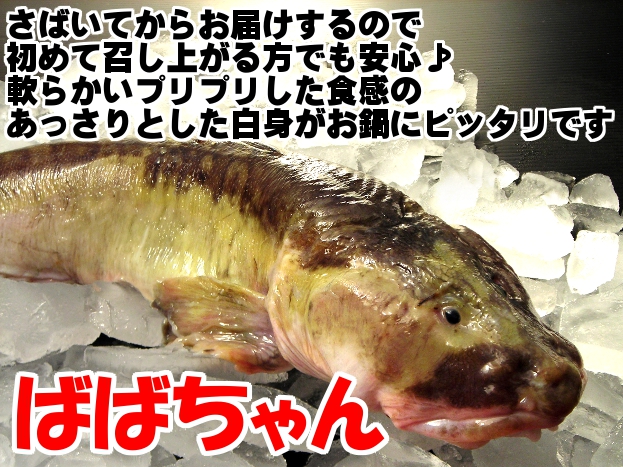 冷凍ばばちゃん タナカゲンゲ キツネダラ 中サイズ 1尾 さばいてお届け 送料無料 冷凍便 通販 お取り寄せ 鮮魚屋 マルワフーズ渡辺水産