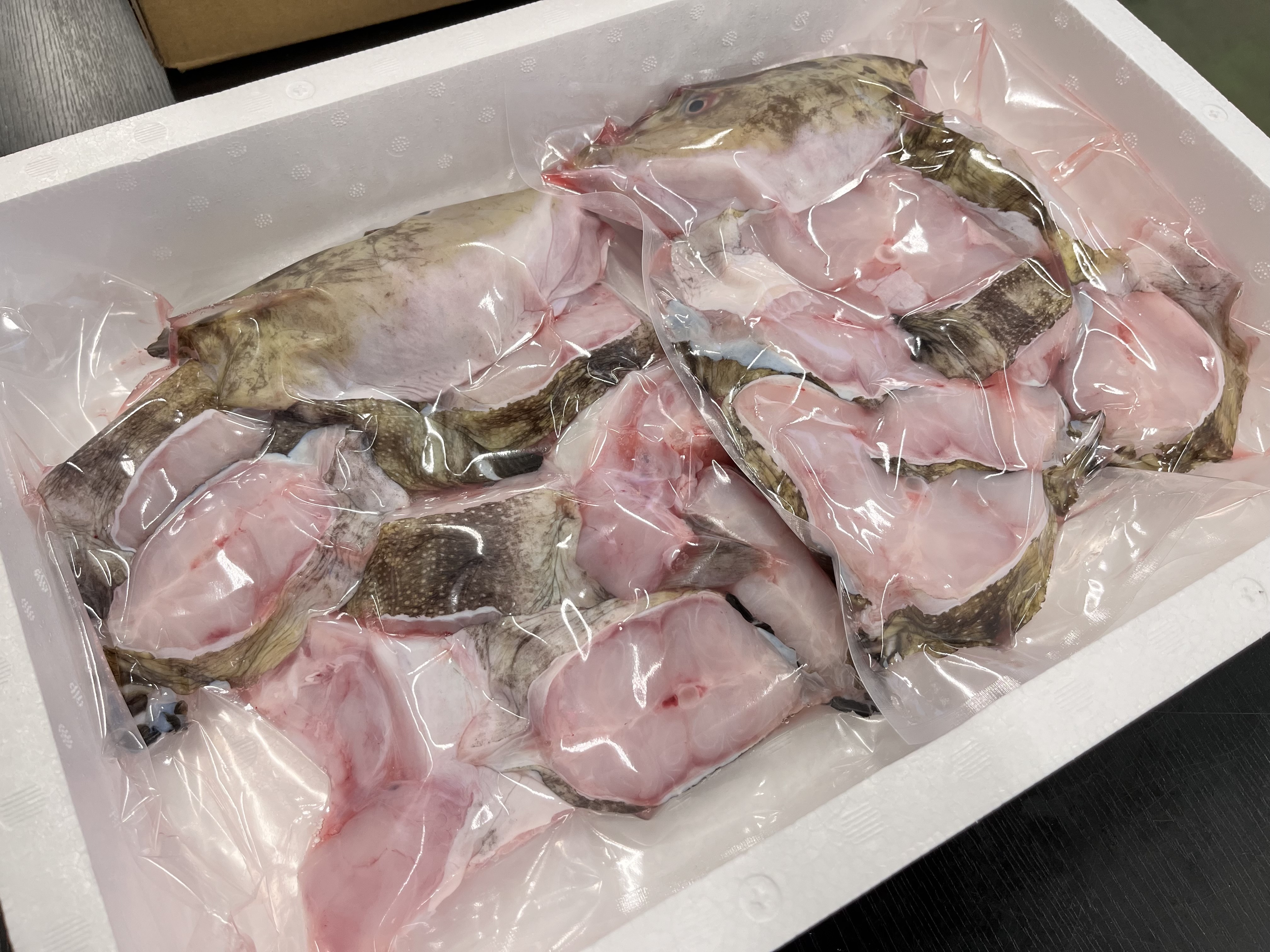 冷凍ばばちゃん タナカゲンゲ キツネダラ 大サイズ 1尾 さばいてお届け 送料無料 冷凍便 通販 お取り寄せ 鮮魚屋 マルワフーズ渡辺水産