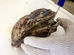 岩ガキの殻の開け方